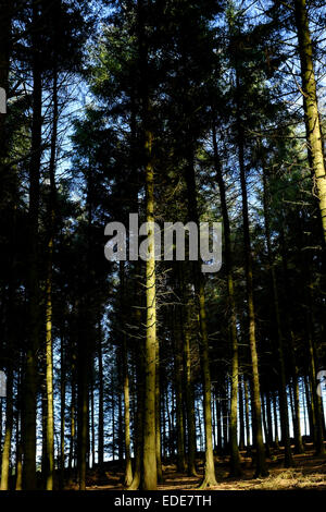 Pine Trees in Beacon Fell, Country Park, Lancashire, UK Stock Photo