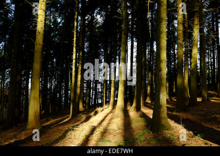 Pine Trees in Beacon Fell, Country Park, Lancashire, UK Stock Photo