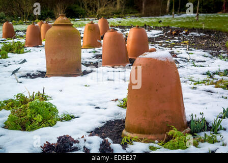 Terracotta Rhubarb Forcers protecting crop from snow in winter Stock Photo