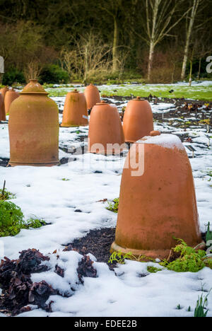 Terracotta Rhubarb Forcers protecting crop from snow in winter Stock Photo