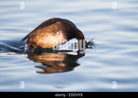 Adult female Tufted duck Aythya fuligula diving for food in a lake. Stock Photo