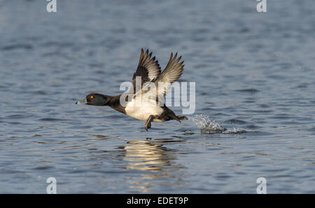 Adult male Tufted duck Aythya fuligula taking-off from a lake. Stock Photo