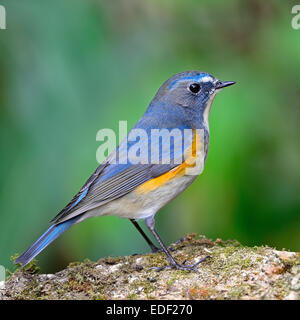 Premium Photo  Red-flanked bluetail tarsiger cyanurus beautiful