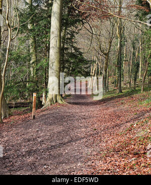 Autumn Woodland scene in Rural England with Beech trees lining a footpath Stock Photo