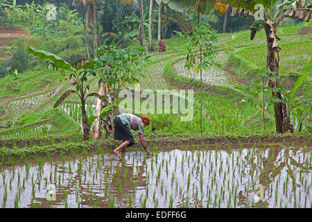 Indonesian woman planting rice in terraced rice paddy on the slopes of the Mount Gede / Gunung Gede volcano, Java, Indonesia Stock Photo