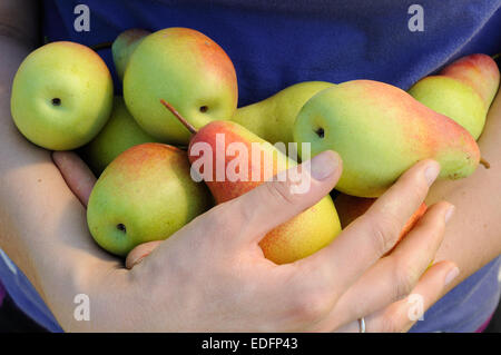 bundle of ripe pears in woman hands Stock Photo
