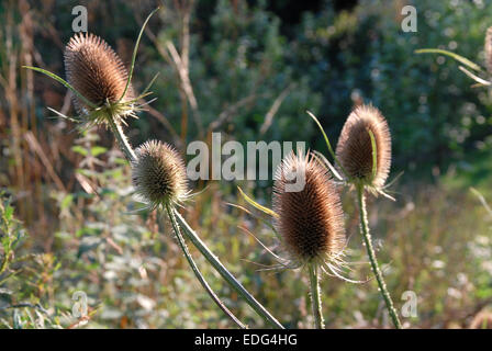Four teasel seed heads Stock Photo