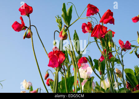 Red sweet peas, Lathyrus odoratus Stock Photo