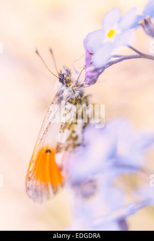 Male Orange Tip Butterfly on Forget-me-not Flowers Stock Photo