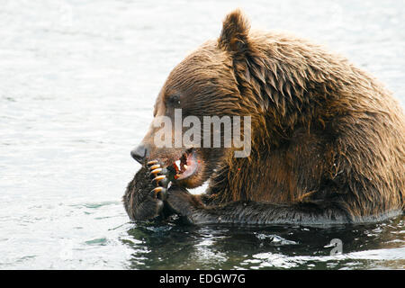 Brown Bear (Ursus arctos) eating salmon in Kurile Lake, Kamchatka Peninsula, Russia. Stock Photo