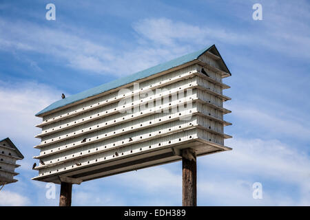 Large unusual purple martin house wooden birdhouse colony, blue sky in Pennsylvania, USA, bird nest, Pa images, nest boxes, nesting swallows, unique Stock Photo