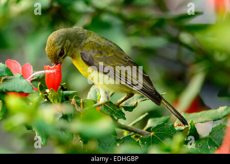 Female brown-throated sunbird feeding on nectar from a hibiscus flower. Stock Photo