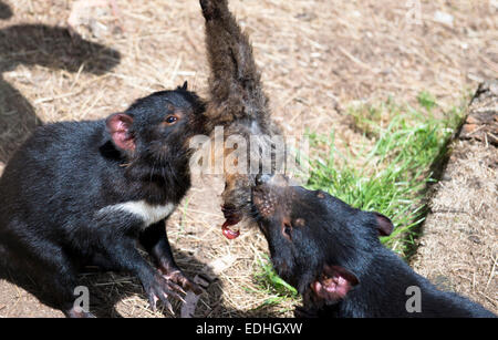 Vicious Tasmanian Devils fighting over a leg of Wallaby. Stock Photo