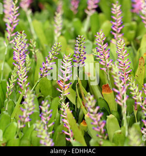 Pink blue Aechmea or bromeliad flower Stock Photo