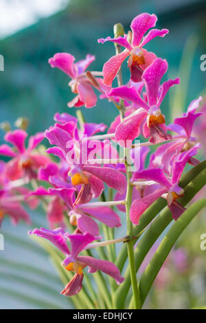Beautiful multi colored and multi shaped orchids in public plant nursery and garden center. Selective focus, color pop up. Stock Photo
