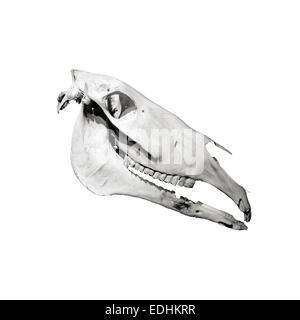 Horse skull profile isolated on white background Stock Photo