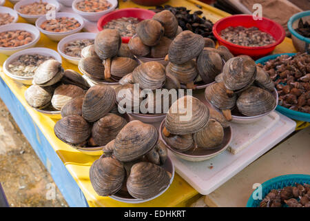 Fresh clams displayed on a market stallat Jagalchi fish market, Busan, the Republic of South Korea Stock Photo