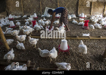 Sivasagar, Assam, India. 7th Jan, 2015. A man feeds chicken at a poultry farm on the outskirts of Sivasagar district in northeastern Assam state on January 7, 2015. The demand of chicken is going high despite H7N9 virus threat in the country as Bhogali Bihu - The feastival of feast around the corner in the Assam state. © Luit Chaliha/ZUMA Wire/ZUMAPRESS.com/Alamy Live News Stock Photo