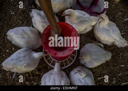 Sivasagar, Assam, India. 7th Jan, 2015. A man feeds chicken at a poultry farm on the outskirts of Sivasagar district in northeastern Assam state on January 7, 2015. The demand of chicken is going high despite H7N9 virus threat in the country as Bhogali Bihu - The feastival of feast around the corner in the Assam state. © Luit Chaliha/ZUMA Wire/ZUMAPRESS.com/Alamy Live News Stock Photo