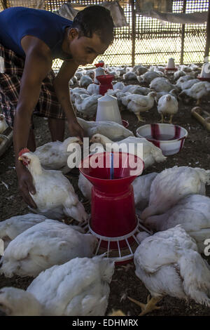 Sivasagar, Assam, India. 7th Jan, 2015. A man feeds chicken at a poultry farm on the outskirts of Sivasagar district in northeastern Assam state on January 7, 2015. The demand of chicken is going high despite H7N9 virus threat in the country as Bhogali Bihu - The feastival of feast around the corner in the Assam state. © Luit Chaliha/ZUMA Wire/ZUMAPRESS.com/Alamy Live News Stock Photo