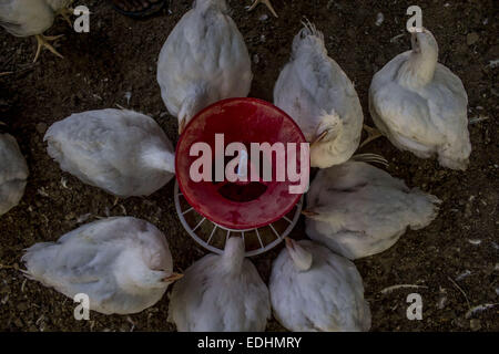 Sivasagar, Assam, India. 7th Jan, 2015. Chicken feed on at a poultry farm on the outskirts of Sivasagar district in northeastern Assam state on January 7, 2015. The demand of chicken is going high despite H7N9 virus threat in the country as Bhogali Bihu - The feastival of feast around the corner in the Assam state. © Luit Chaliha/ZUMA Wire/ZUMAPRESS.com/Alamy Live News Stock Photo