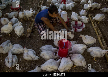 Sivasagar, Assam, India. 7th Jan, 2015. A man feeds chicken at a poultry farm on the outskirts of Sivasagar district in northeastern Assam state on January 7, 2015. The demand of chicken is going high despite H7N9 virus threat in the country as Bhogali Bihu - The feastival of feast around the corner in the Assam state. © Luit Chaliha/ZUMA Wire/ZUMAPRESS.com/Alamy Live News Stock Photo