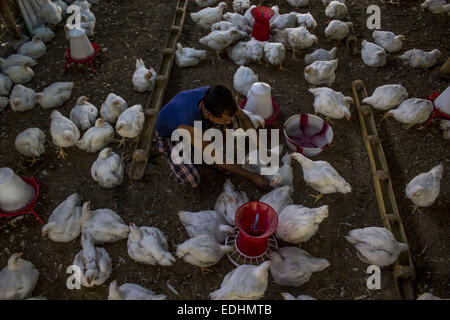 Sivasagar, Assam, India. 7th Jan, 2015. A man feeds chicken at a poultry farm on the outskirts of Sivasagar district in northeastern Assam state on January 7, 2015. The demand of chicken is going high despite H7N9 virus threat in the country as Bhogali Bihu - The feastival of feast around the corner in the Assam state. © Luit Chaliha/ZUMA Wire/ZUMAPRESS.com/Alamy Live News Stock Photo