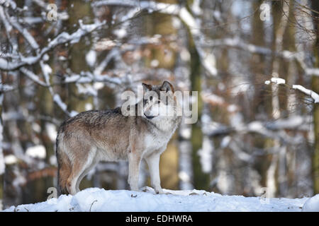 Male leader of the pack, alpha wolf, Northwestern wolf (Canis lupus occidentalis) in the snow, lookout, captive Stock Photo