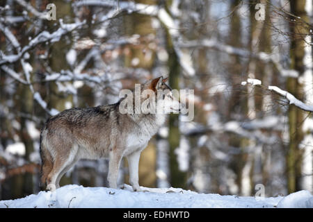 Male leader of the pack, alpha wolf, Northwestern wolf (Canis lupus occidentalis) in the snow, lookout, captive Stock Photo