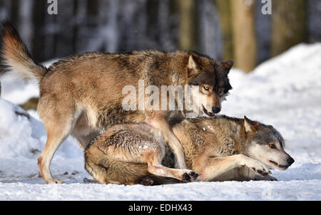 Male leader of the pack, alpha wolf, rebuke, hierarchy, domination, Northwestern wolf (Canis lupus occidentalis) in the snow Stock Photo