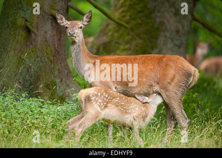 Red Deer (Cervus elaphus), hind with suckling fawn, captive, Bavaria, Germany Stock Photo