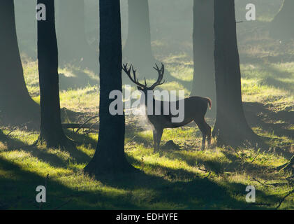 Red Deer (Cervus elaphus), stag in a spruce forest, captive, Lower Saxony, Germany