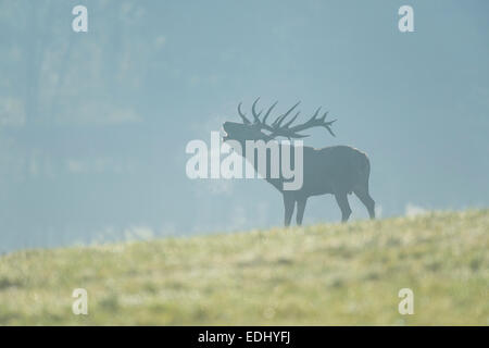 Red Deer (Cervus elaphus), stag bellowing during the rutting season, captive, Lower Saxony, Germany