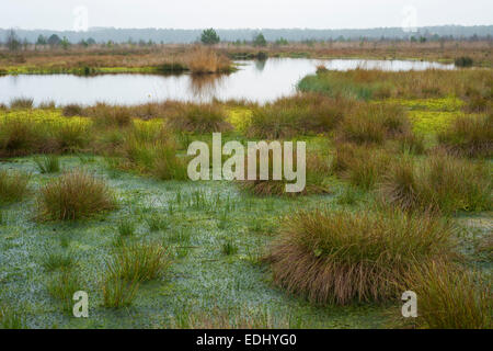 Peat Moss (Sphagnum sp.) and Soft Rush or Common Rush (Juncus effusus), Schweimker Moor Nature Reserve, Lower Saxony, Germany Stock Photo