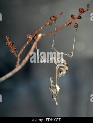 Wandering Violin Mantis (Gongylus gongyloides) on a branch, native to Sri Lanka, captive Stock Photo