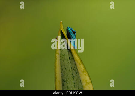 Turquoise Dwarf Gecko (Lygodactylus williamsi), native to Tanzania, Africa, captive Stock Photo