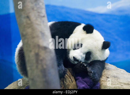 Taipei. 07th Jan, 2015.  Giant panda cub 'Yuanzai' rests at the Taipei Zoo in Taipei, southeast China's Taiwan, Jan. 7, 2014. The cub, born on July 6, 2013, is the first baby of a pair of giant pandas, namely 'Tuan Tuan' and 'Yuan Yuan', who were given as a goodwill gift to Taiwan by the Chinese mainland. 'Yuanzai' is weaned here on Tuesday. Credit:  Xinhua/Alamy Live News Stock Photo