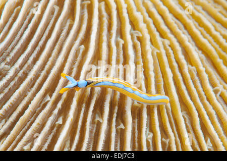 Sapsucking Slug (Thuridilla lineolata)  Bohol Sea, Cebu, Philippines, Southeast Asia Stock Photo