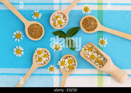 Fresh and dried chamomile flowers on wooden spoons on blue cloth Stock Photo