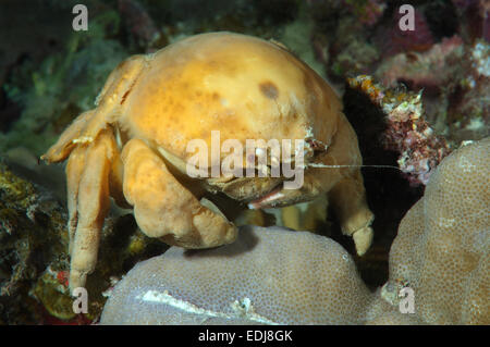 Sponge Carry Crab (Lauridromia dehaani) Shrimp, Bohol Sea, Philippines, Southeast Asia Stock Photo