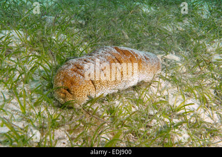 Sea cucumbe Elephant Trunkfish (Holothuria fuscopunctata) Bohol Sea, Philippines, Southeast Asia Stock Photo