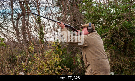 A man with a shot gun, or shotgun, on a pheasant shoot in England stood in a wood about to take a shot Stock Photo