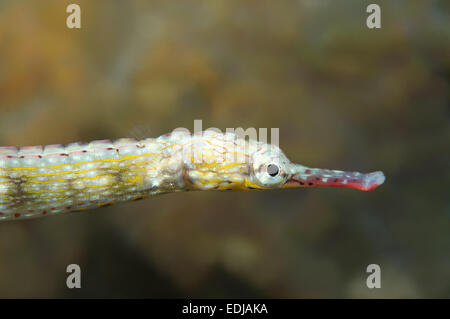 Scribbled pipefish (Corythoichthys intestinalis) Bohol Sea, Philippines, Southeast Asia Stock Photo