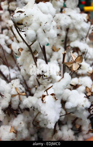 Cotton balls on the plant ready to harvest Stock Photo