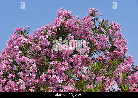 Red oleander flowers Stock Photo