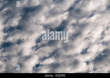 Grey Lag Geese normally in October migrate in a typical V-formation south or west to warmer climatic zones.  Zug der Graugaense Stock Photo