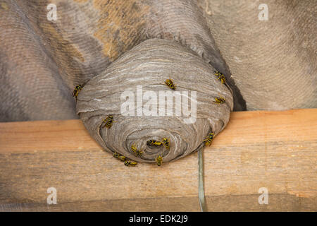 Wasp's nest below asbestos roof Stock Photo
