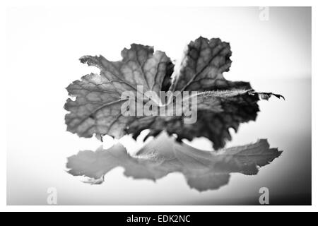 Black and White Contemporary Leaf Photography minimalist white background on a reflective surface Stock Photo