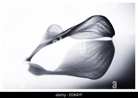 Black and White Contemporary Leaf Photography minimalist white background on a reflective surface Stock Photo