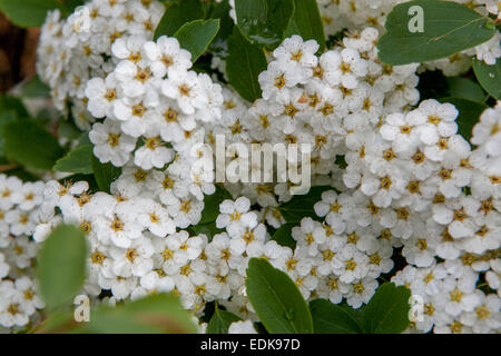 Van Houtte Spiraea vanhouttei flowering shrub Stock Photo